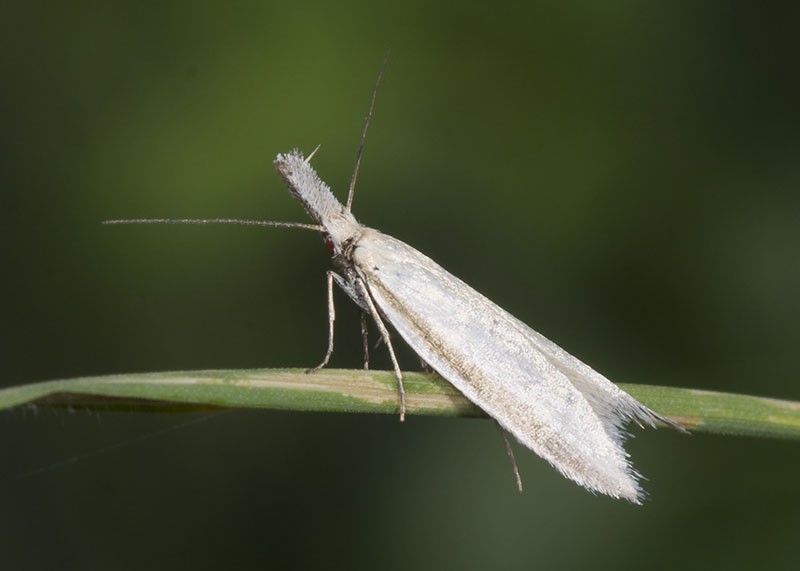 Pleurota (Pleurota) pyropella ?